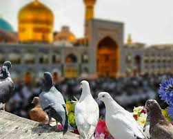 تور مشهد ولادت امام رضا 